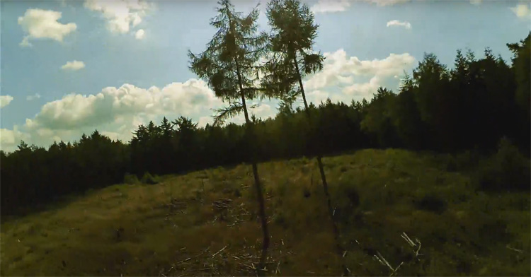 Two trees FPV freestyle in een bos in Drenthe