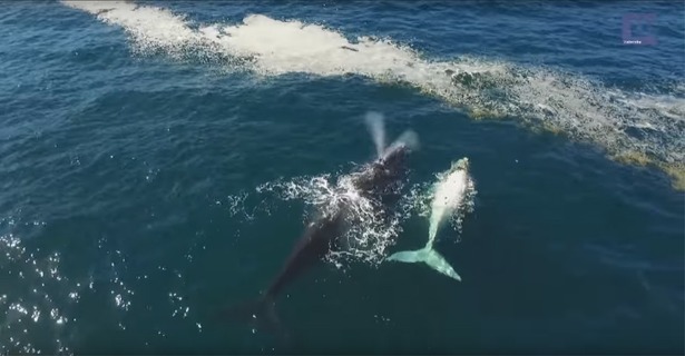 zuidkaper-walvis-australië-hermanus